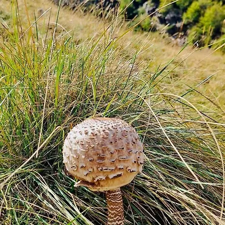 Bujtina Cakuli, - Erseke *