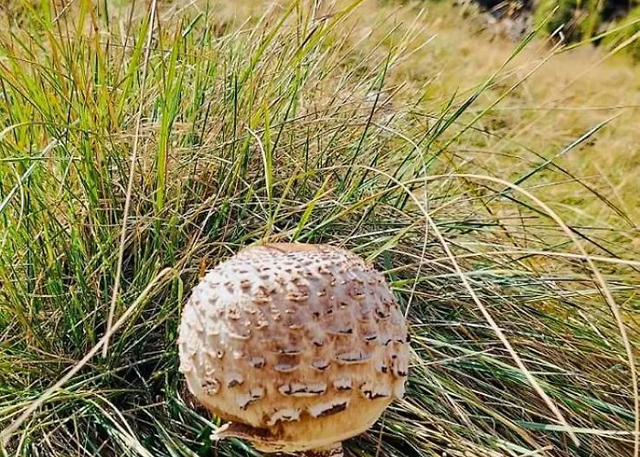 Bujtina Cakuli, - Erseke *